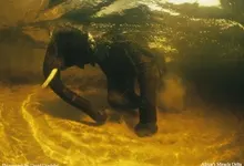animals national geographic swimming elephants 1600x1200 wallpaper Art HD Wallpaper